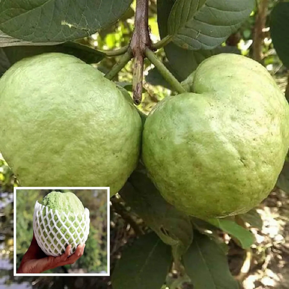 KG Big Size Guava (Amrood) Rare Live Fruit Plant