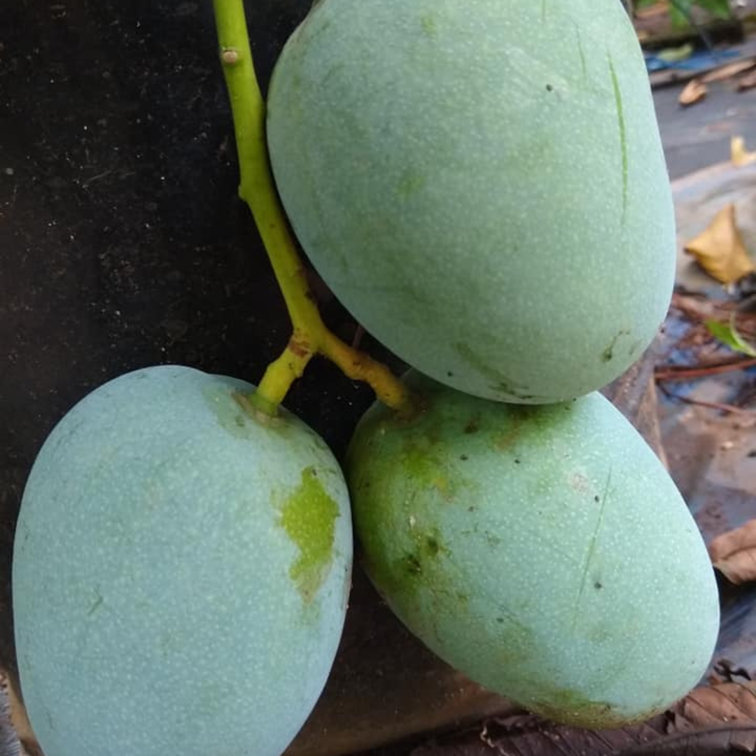 Kalapadi Mango Grafted Live Plant