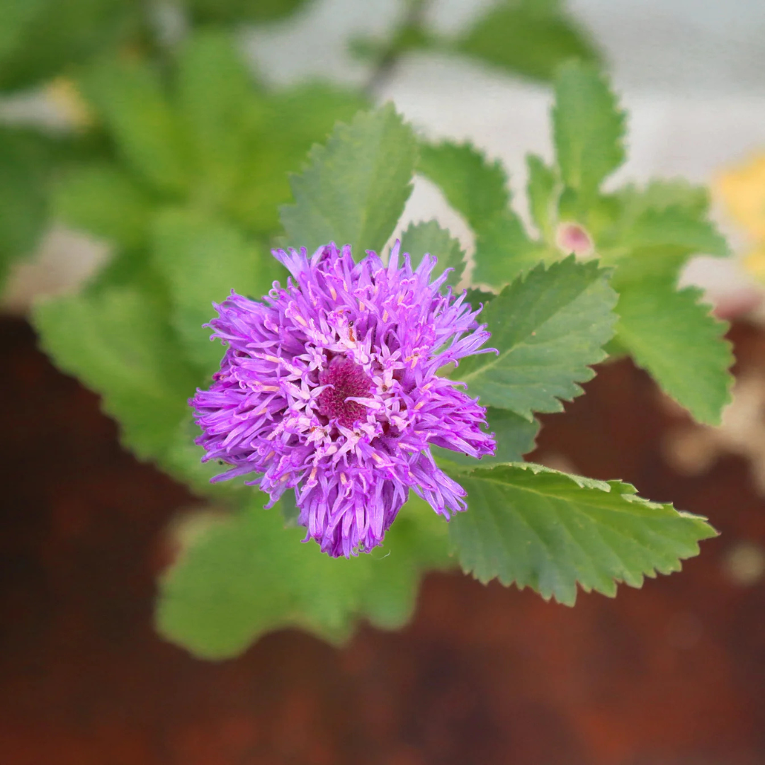 Kesavardhini (Centratherum Punctatum) Medicinal Live Plant