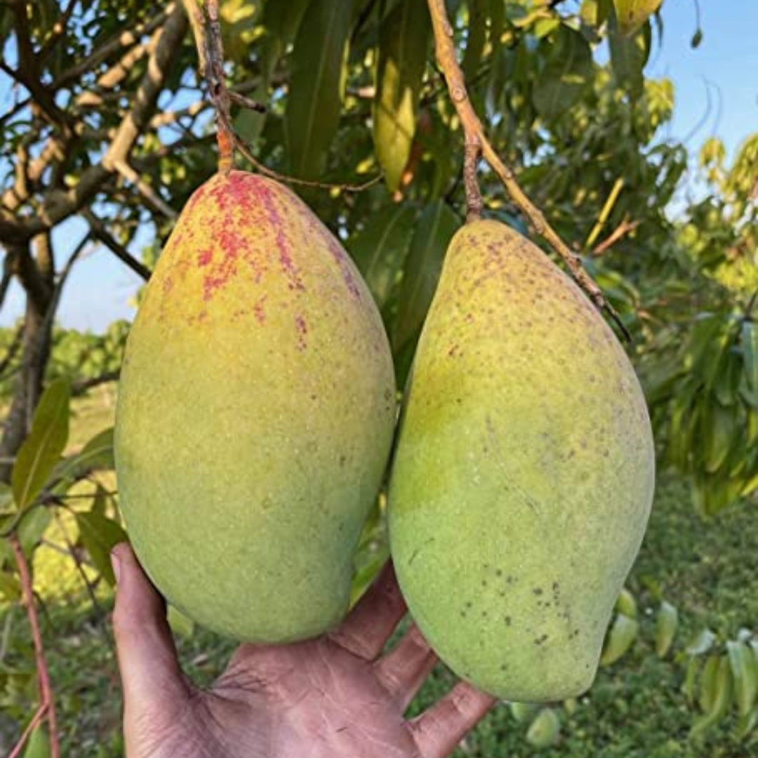 Kilichundan Mango Grafted Live Plant