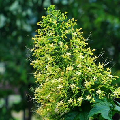 Krishna Kireedam White Rare Exotic Flowering Plant