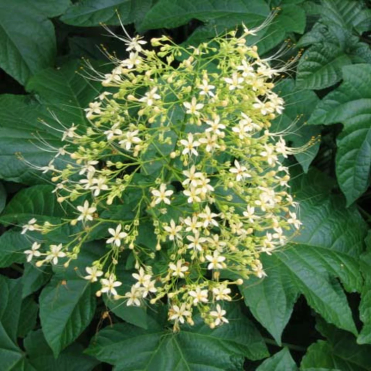 Krishna Kireedam White Rare Exotic Flowering Plant