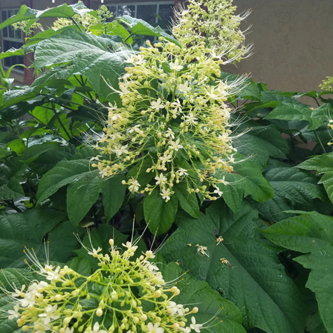 Krishna Kireedam White Rare Exotic Flowering Plant