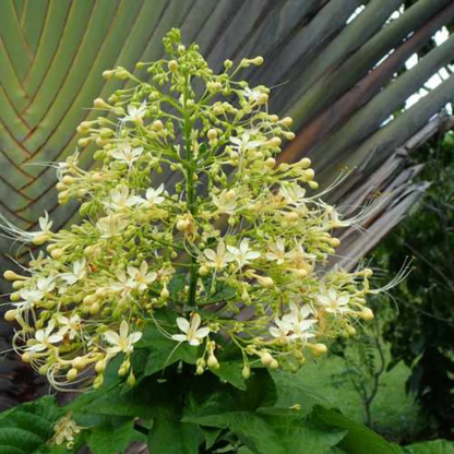 Krishna Kireedam White Rare Exotic Flowering Plant