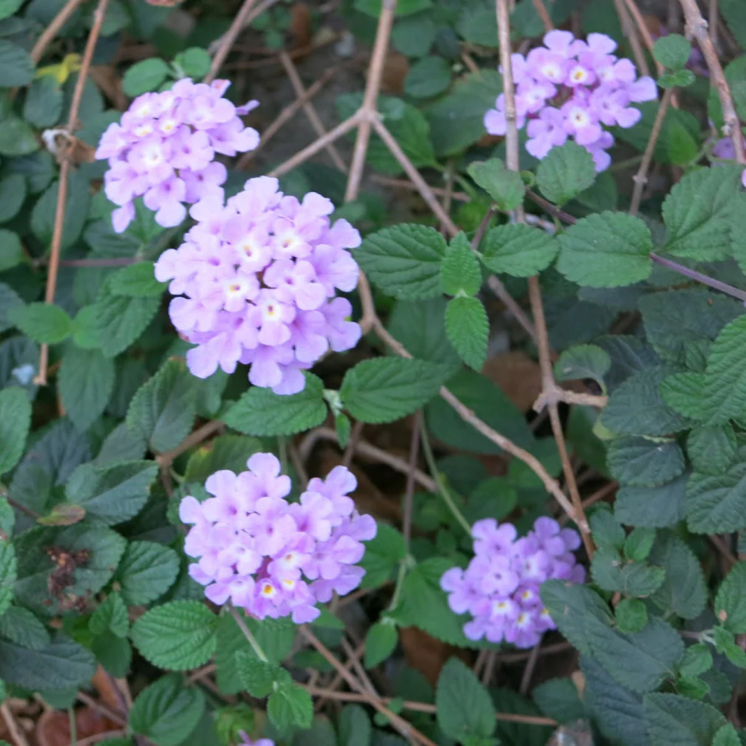 Lantana Purple (Lantana montevidensis) All Time Flowering Live Plant