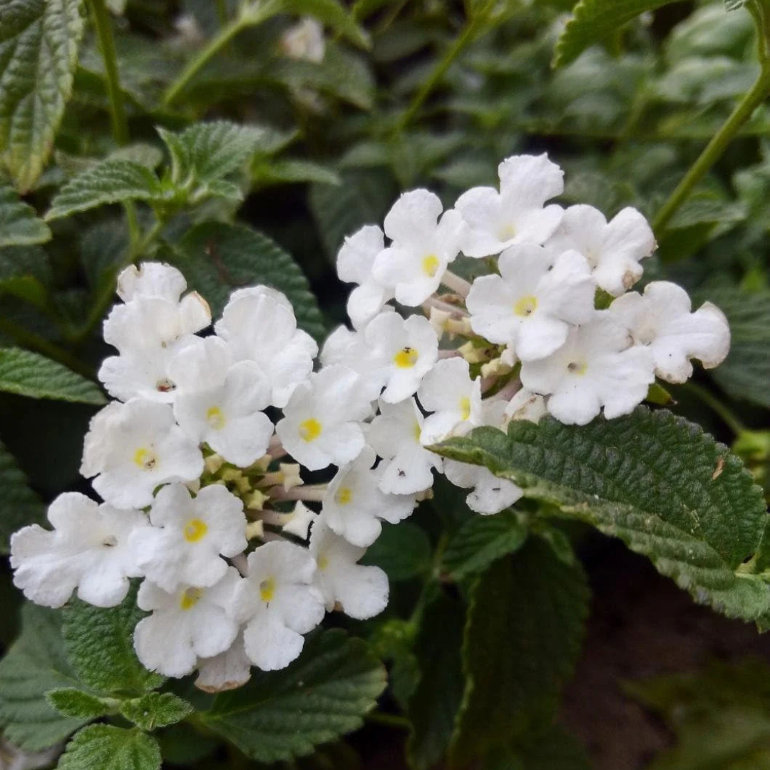 Lantana White (Shrub Verbena) All Time Flowering Live Plant