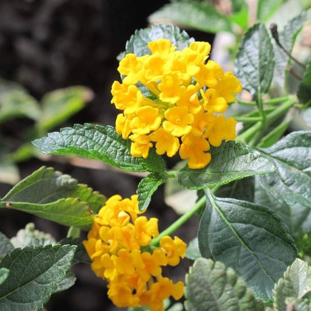 Lantana Yellow (Tick Berry) All Time Flowering Live Plant