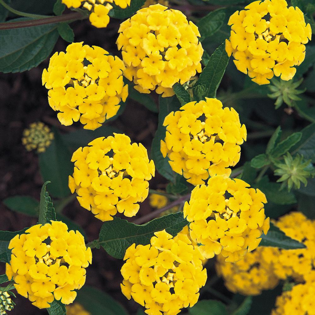 Lantana Yellow (Tick Berry) All Time Flowering Live Plant