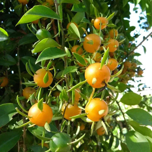 Lemon Vine (Pereskia Aculeata) Live Fruit Plant