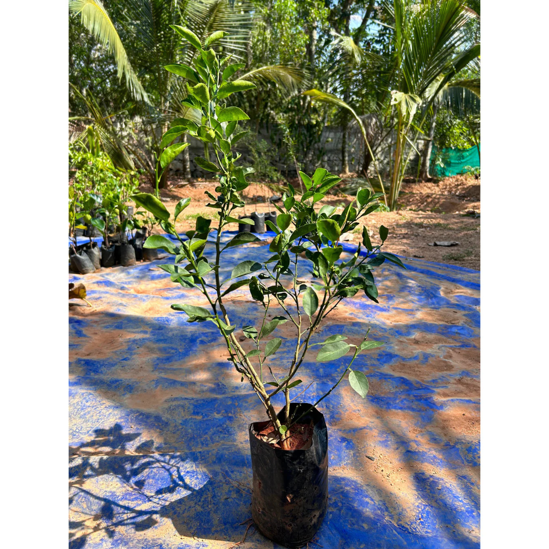 Lemon (Citrus Lemon) Live Plant
