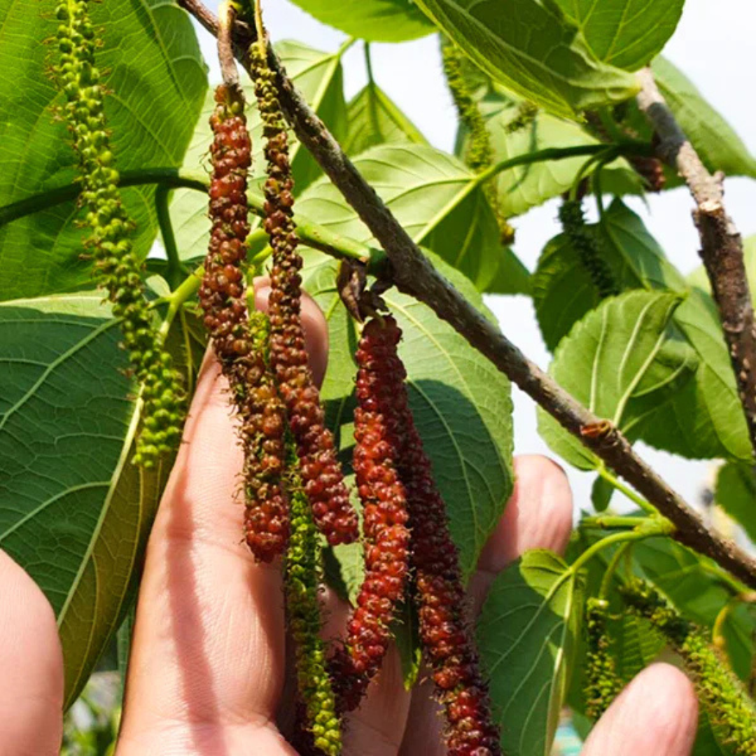 Long Himalayan Mulberry or Pakistan Mulberry Grafted Live Plant (Morus Alba)