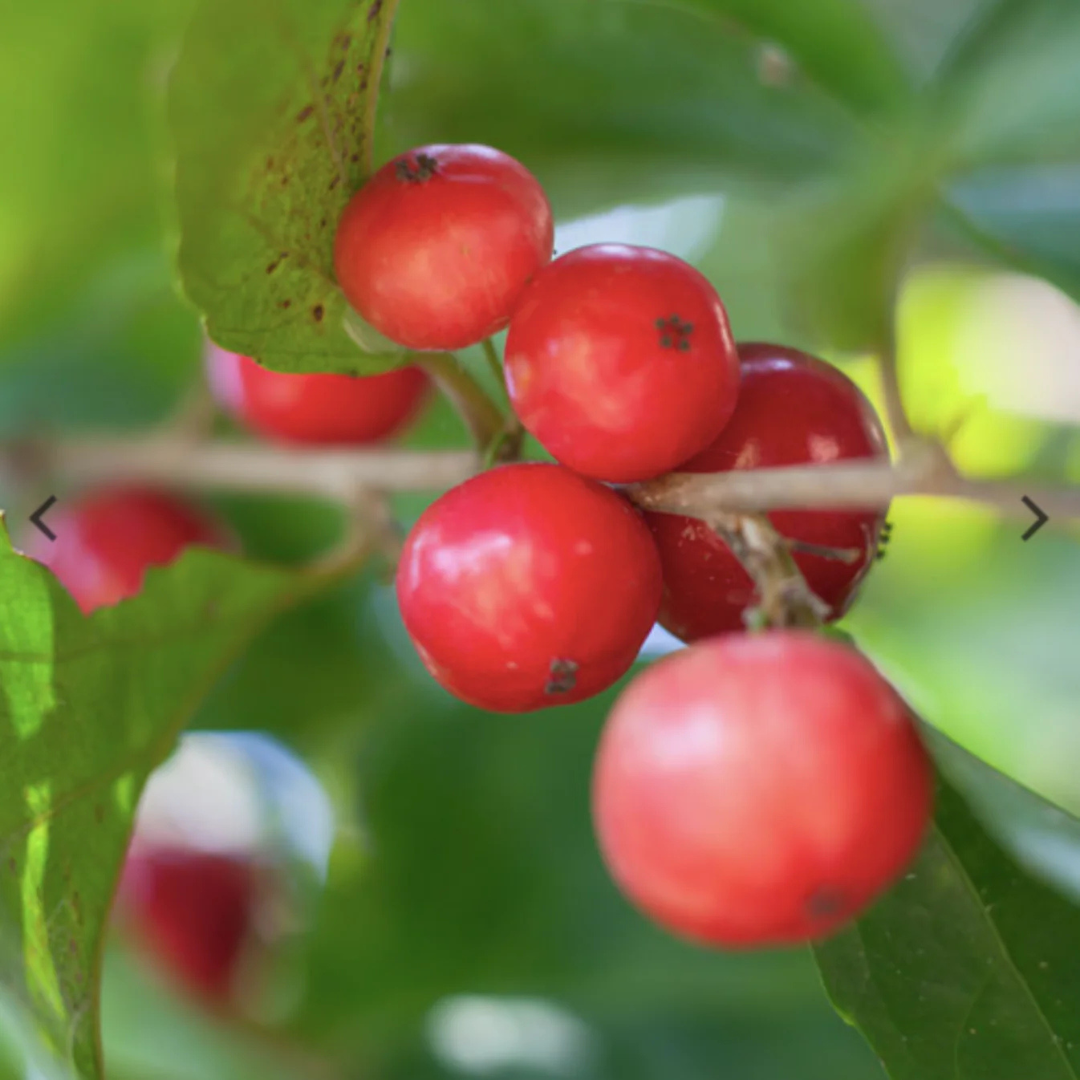 Lovi-Lovi / Batoko Plum Live Fruit Plant