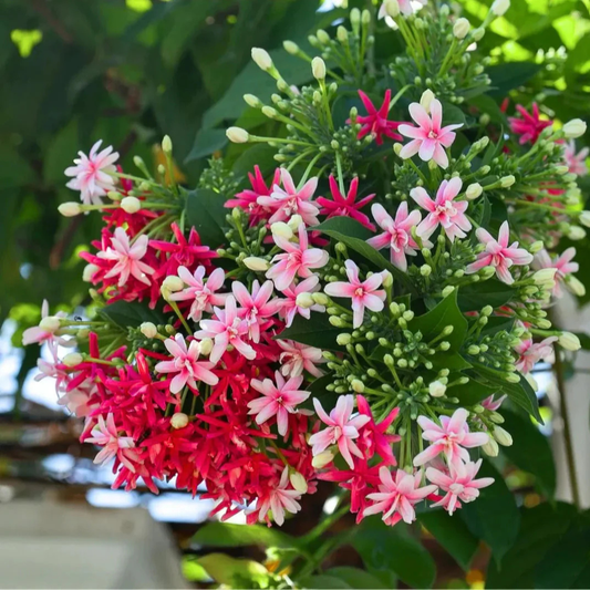 Madhumalti, Rangoon (Double Petal) Layered Live Plant