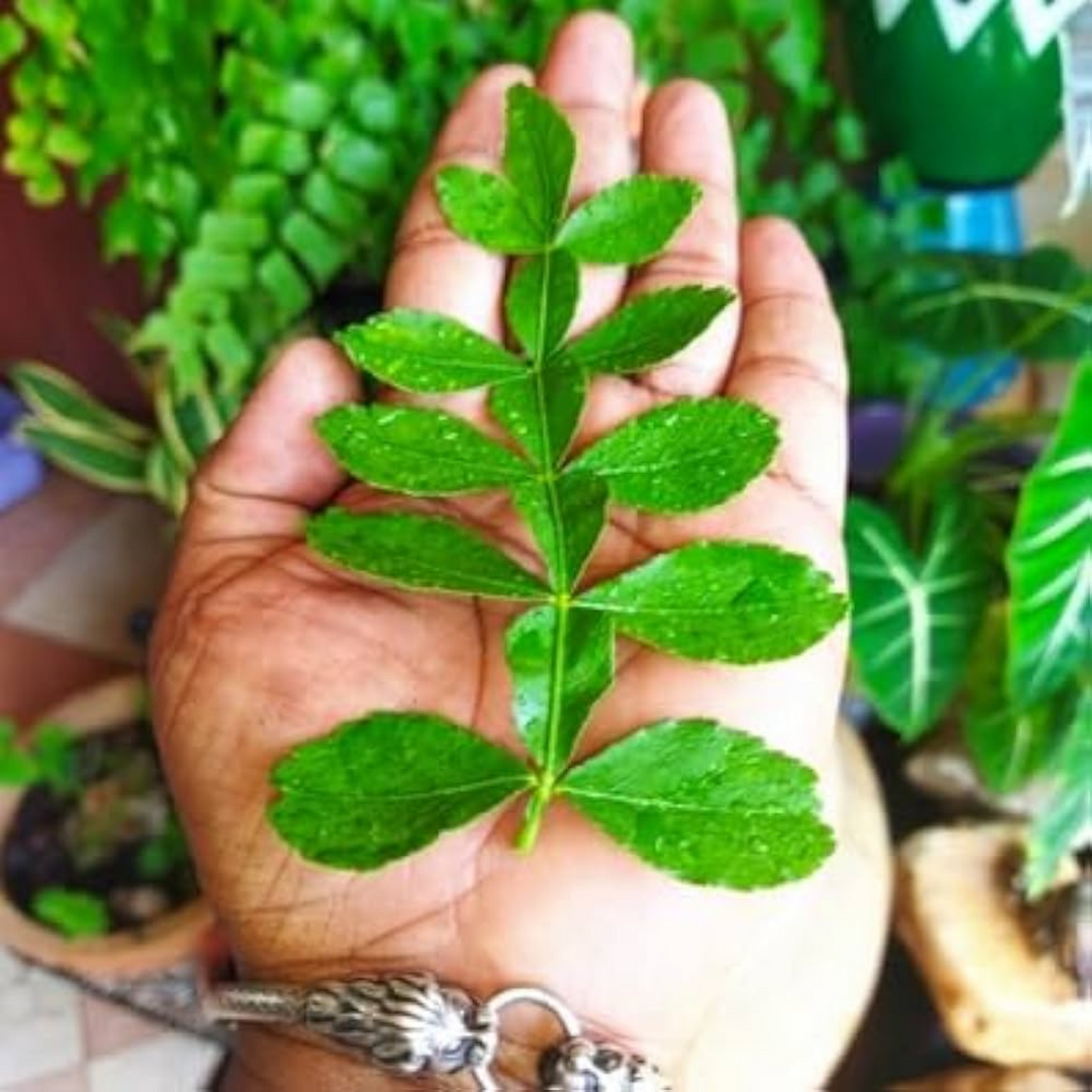 Maha Vilvam/ Bilva (Aegle marmelos) Live Plant