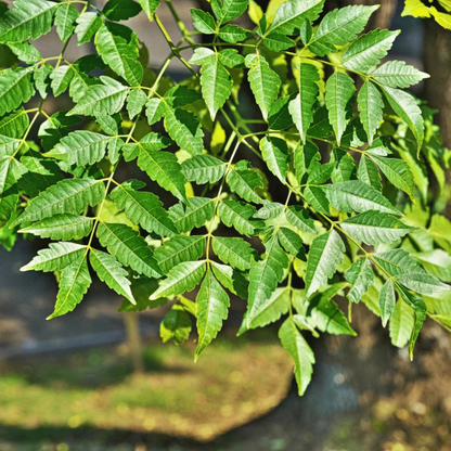 Malabar Neem (Melia dubia) Live Plant