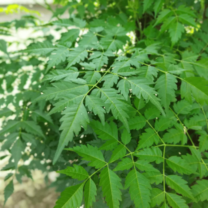 Malabar Neem (Melia dubia) Live Plant