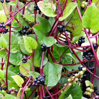 Malabar Spinach (Basella alba) Medicinal Live Plant
