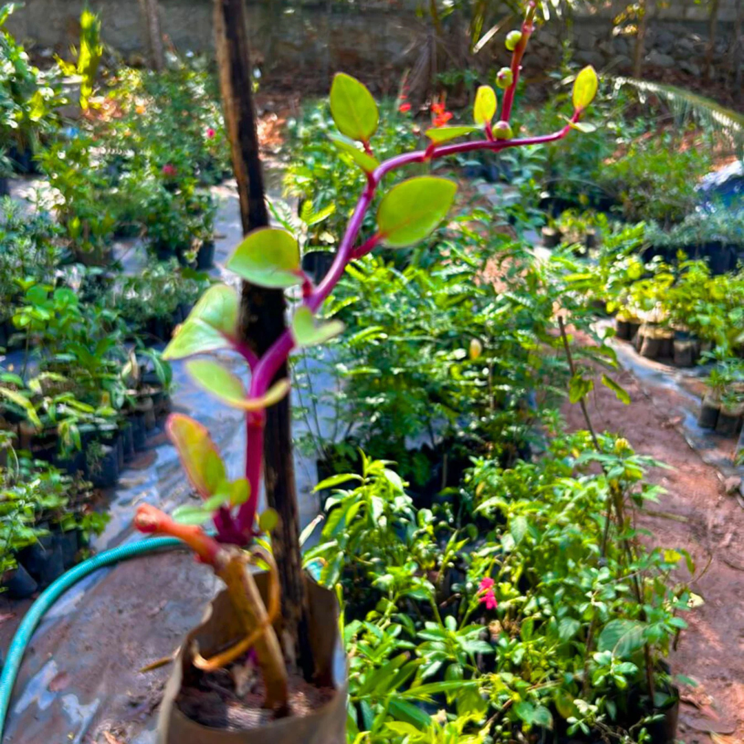 Malabar Spinach (Basella alba) Medicinal Live Plant