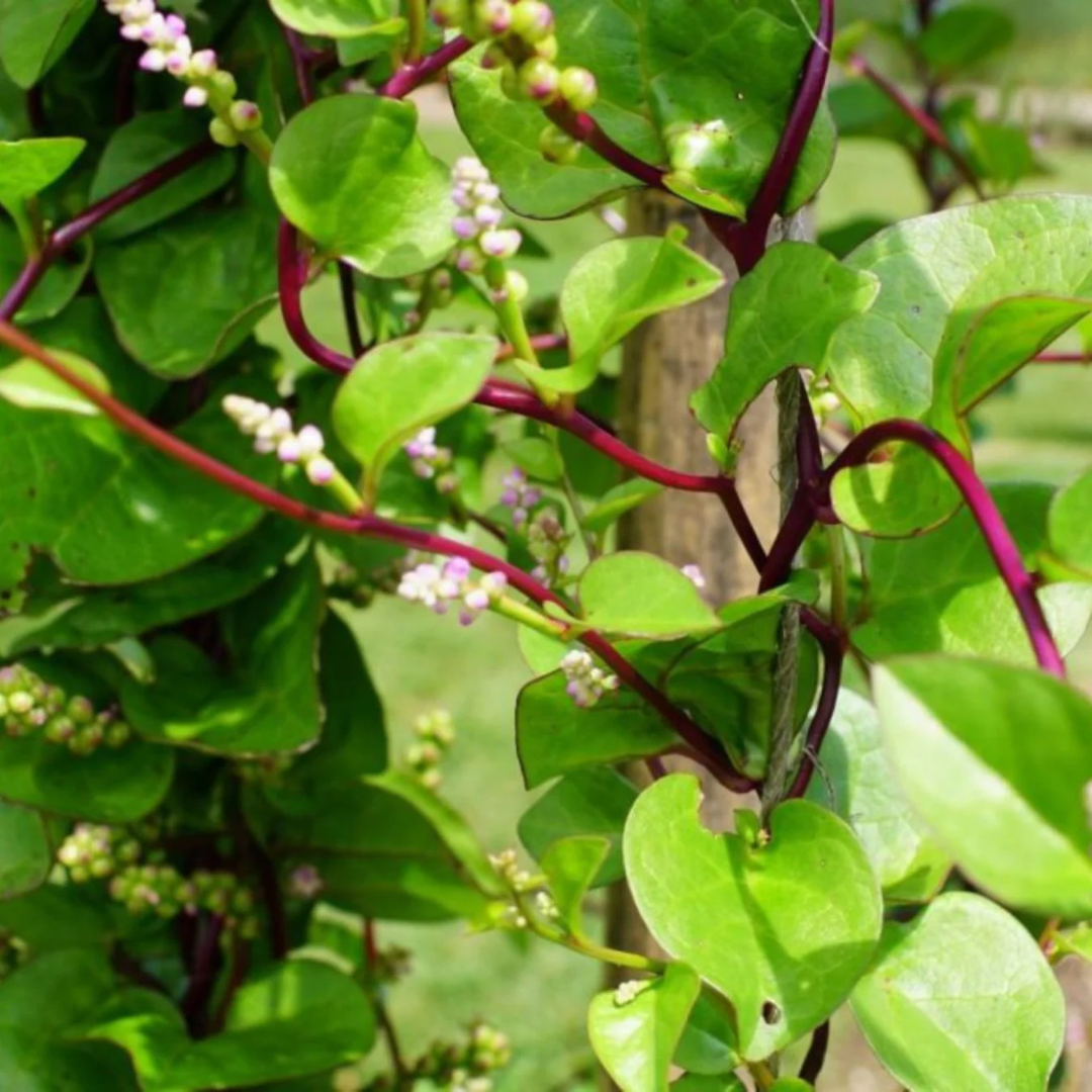 Malabar Spinach (Basella alba) Medicinal Live Plant