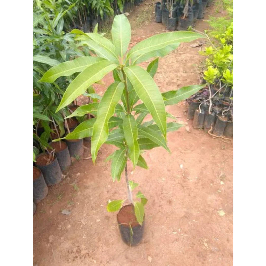 Malgova Mango Grafted Live Plant