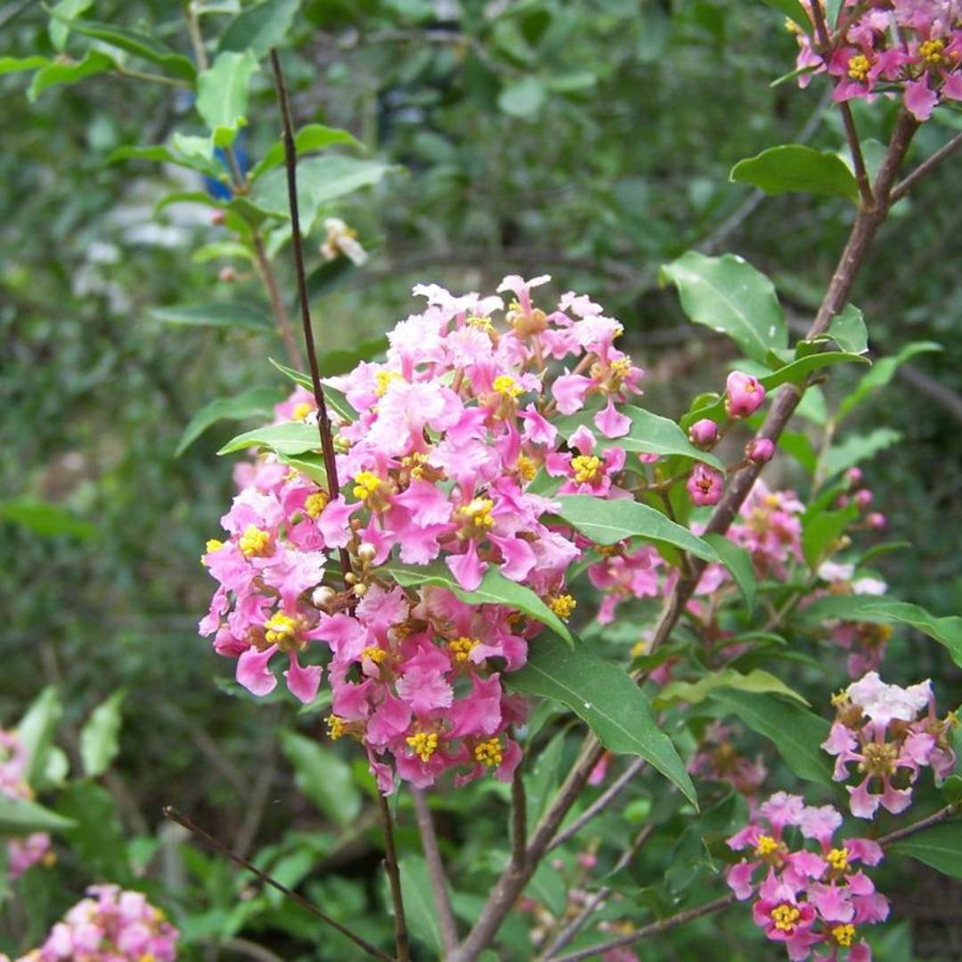 Malpighia Glabra Pink Flowering Live Plant