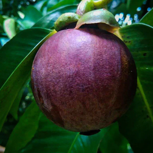 Mangosteen (Garcinia Mangostana) Fruit Live Plant