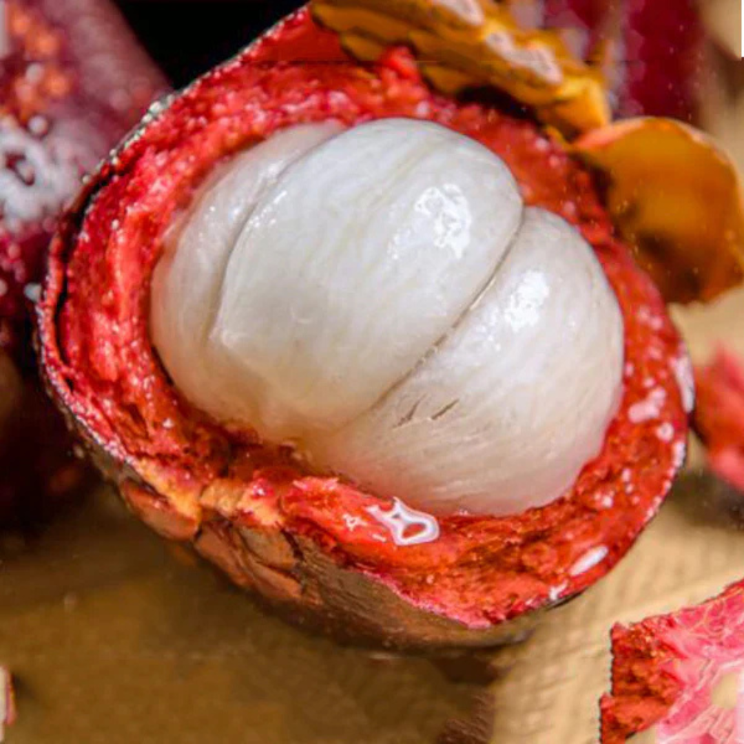 Mangosteen (Garcinia Mangostana) Fruit Live Plant
