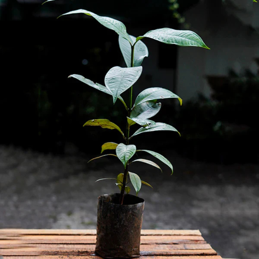 Mangosteen (Garcinia Mangostana) Fruit Live Plant