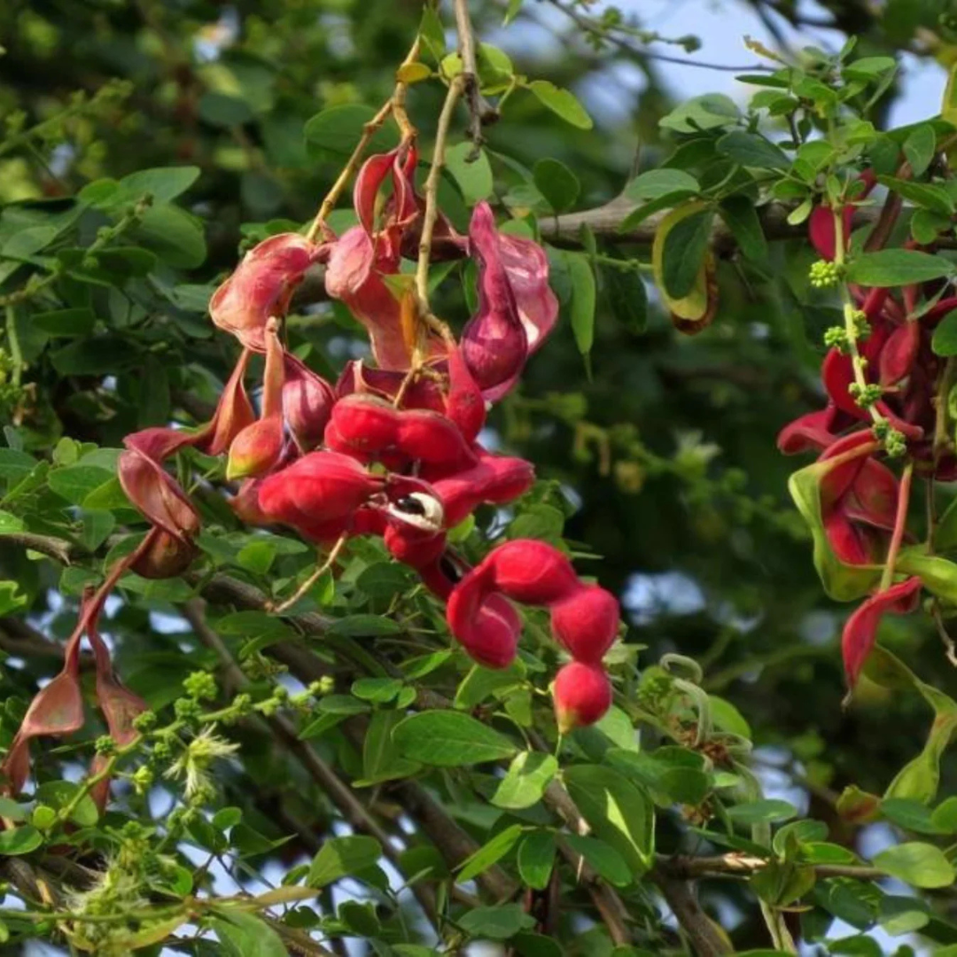 Manila Tamarind / Madras thorn (Pithecellobium dulce) Live Plant