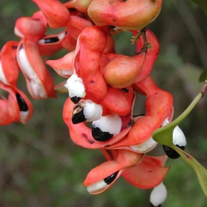 Manila Tamarind / Madras thorn (Pithecellobium dulce) Live Plant