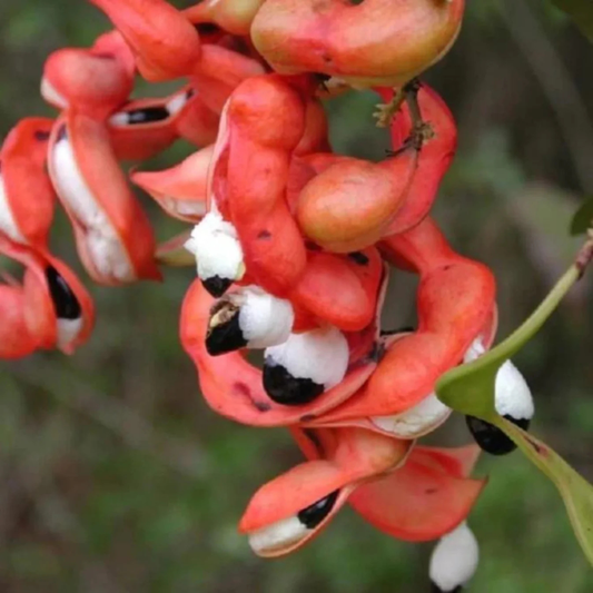 Manila Tamarind / Madras thorn (Pithecellobium dulce) Live Plant