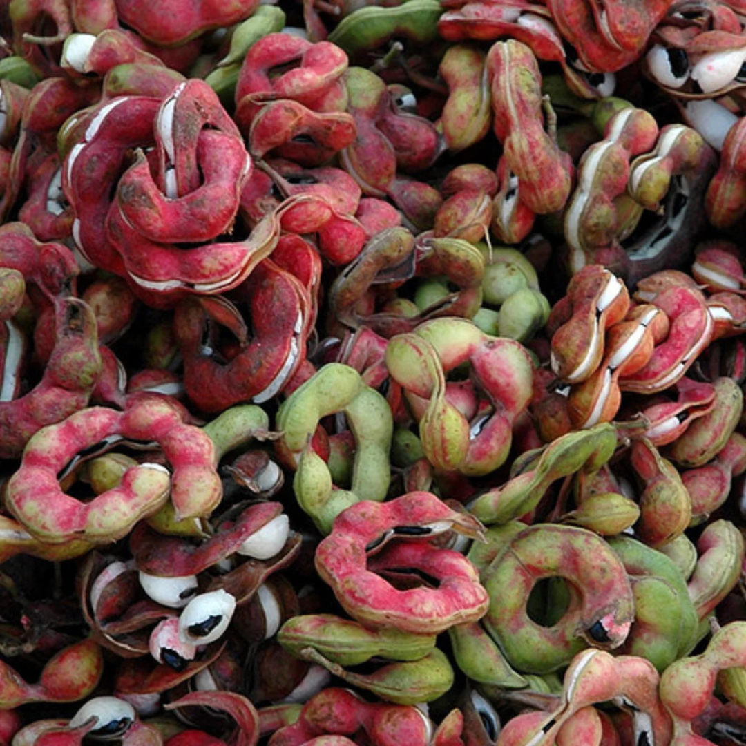 Manila Tamarind / Madras thorn (Pithecellobium dulce) Live Plant