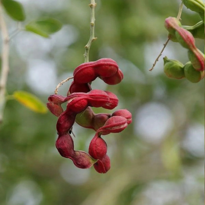Manila Tamarind / Madras thorn (Pithecellobium dulce) Live Plant