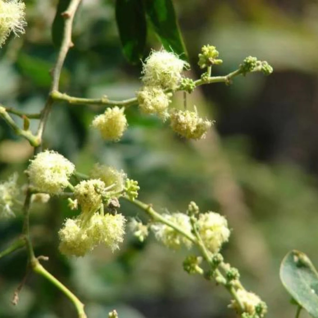 Manila Tamarind / Madras thorn (Pithecellobium dulce) Live Plant