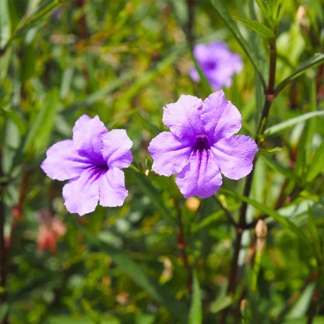 Meadow Weed (Ruellia tuberosa) Flowering Live Plant