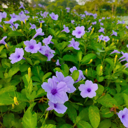 Meadow Weed (Ruellia tuberosa) Flowering Live Plant