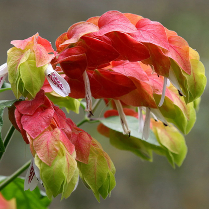 Mexican Shrimp / Dark Pink Lollipop Rare Flowering Live Plant