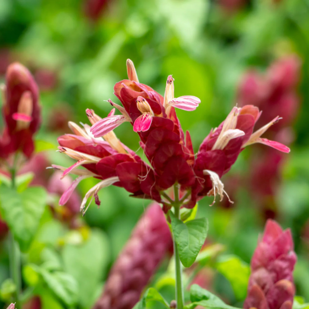 Mexican Shrimp / Dark Pink Lollipop Rare Flowering Live Plant