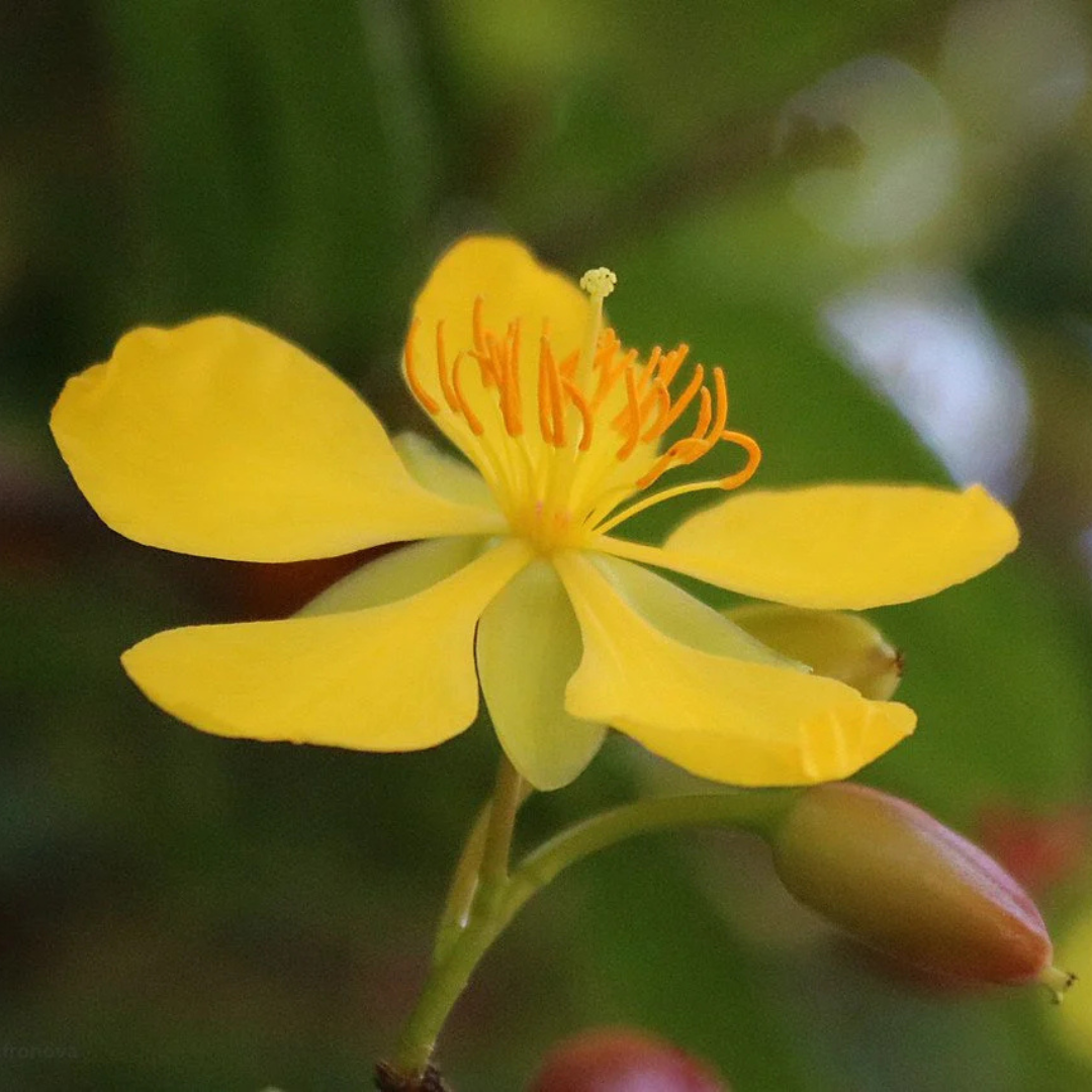 Mickey Mouse (Ochna serrulata) All Time Flowering Live Plant