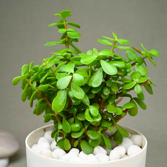 Mini Jade Indoor and Outdoor Live Plant