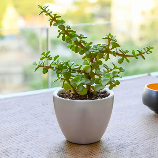 Mini Jade Indoor and Outdoor Live Plant