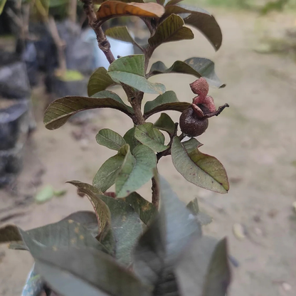 Miniature Black Guava Live Plant (Psidium Guajava)