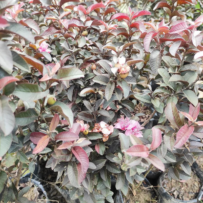 Miniature Black Guava Live Plant (Psidium Guajava)