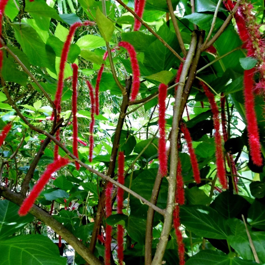 Monkey Tail (Acalypha hispida) Flowering Live Plant