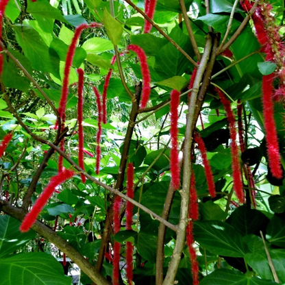 Monkey Tail (Acalypha hispida) Flowering Live Plant