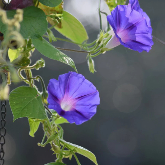 Morning Glory (Ipomoea) All Time Flowering Live Plant