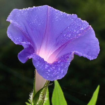 Morning Glory (Ipomoea) All Time Flowering Live Plant