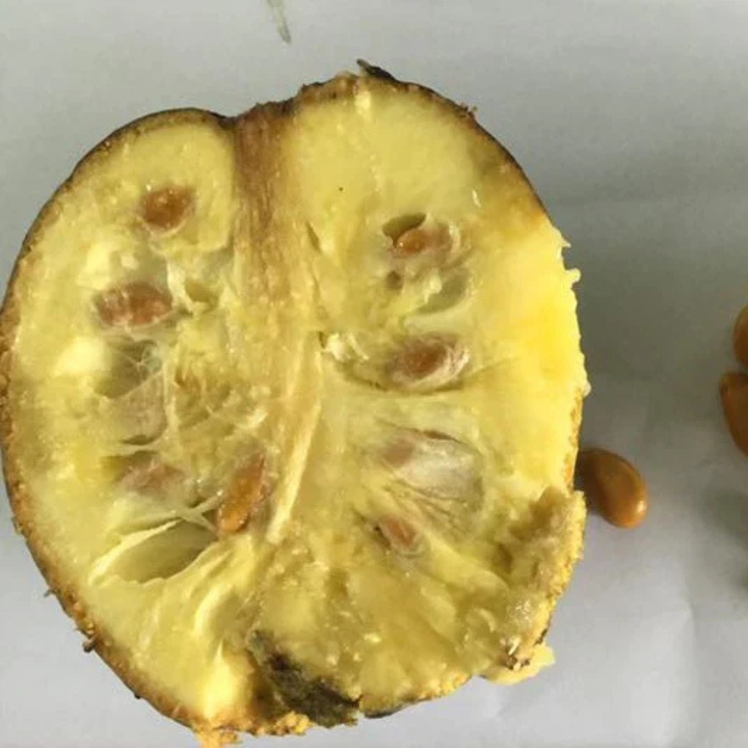 Mountain Soursop Live Plant (Annona Montana)