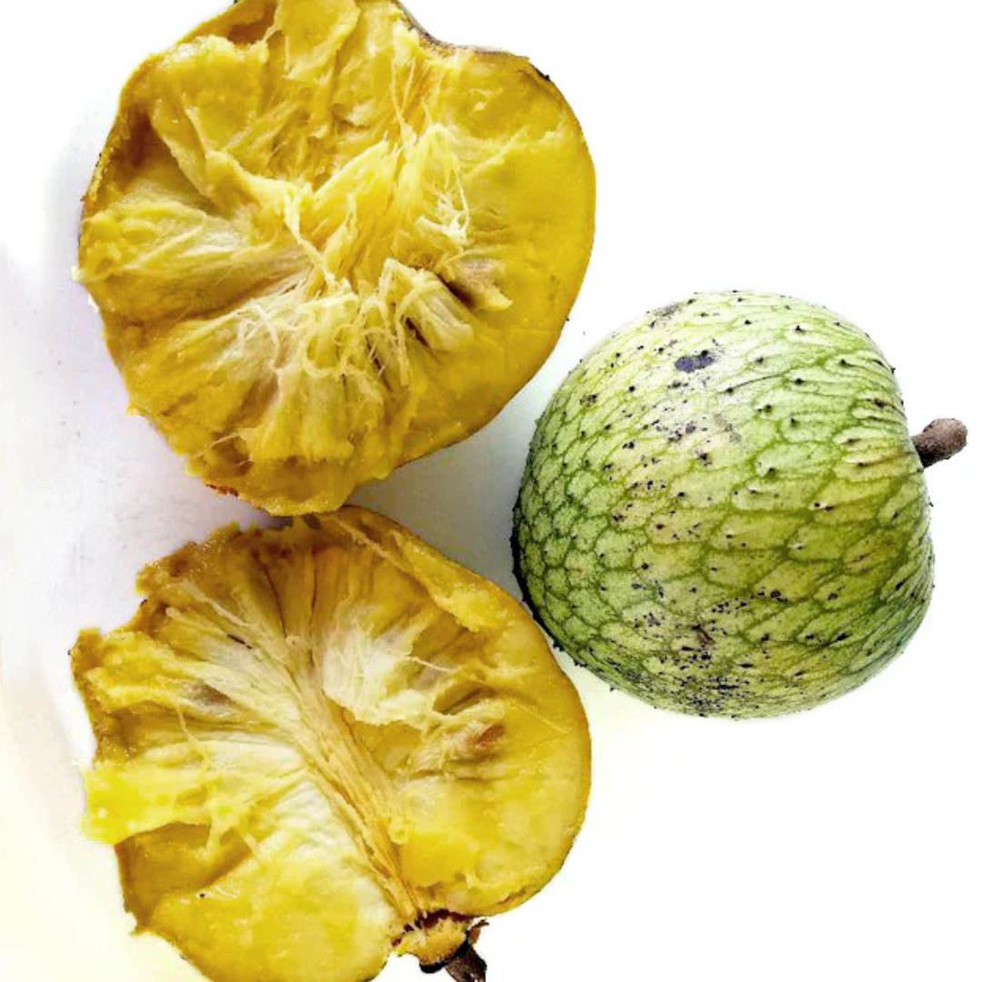 Mountain Soursop Live Plant (Annona Montana)