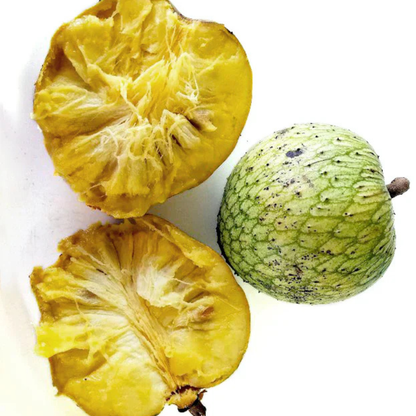 Mountain Soursop Live Plant (Annona Montana)